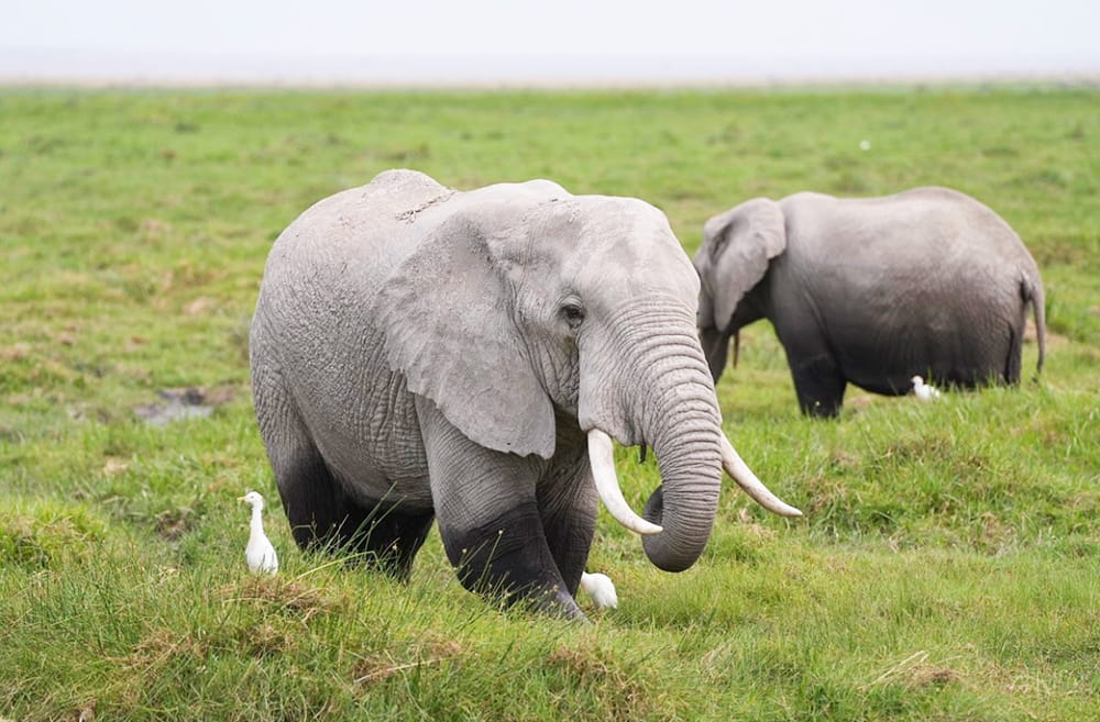 Kenya Safari Holiday