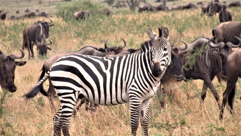 Kenya Safari Holiday